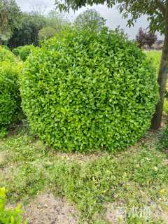 冠幅180厘米卫矛球