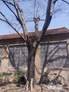 50公分合欢