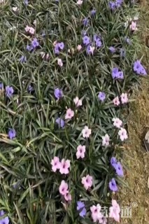 高度30厘米翠芦莉