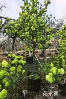 高度300厘米中华木绣球
