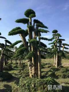 地栽苗造型榔榆