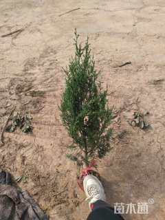 高度80厘米塔柏