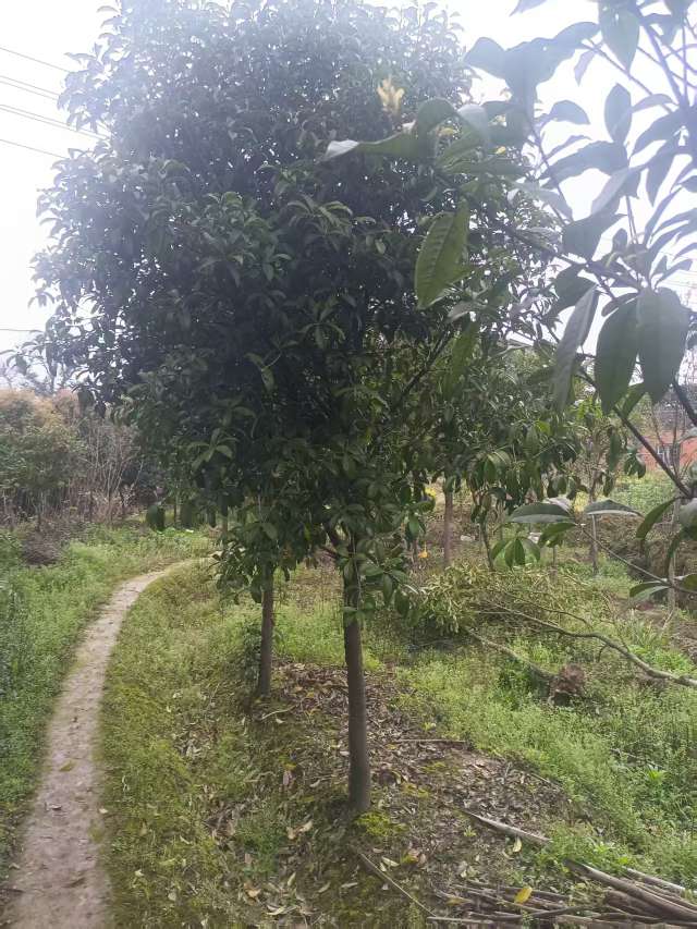 10公分高杆桂花