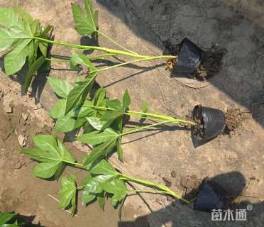 高度45厘米八角金盘