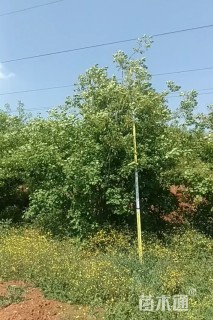 高度400厘米丛生黄栌