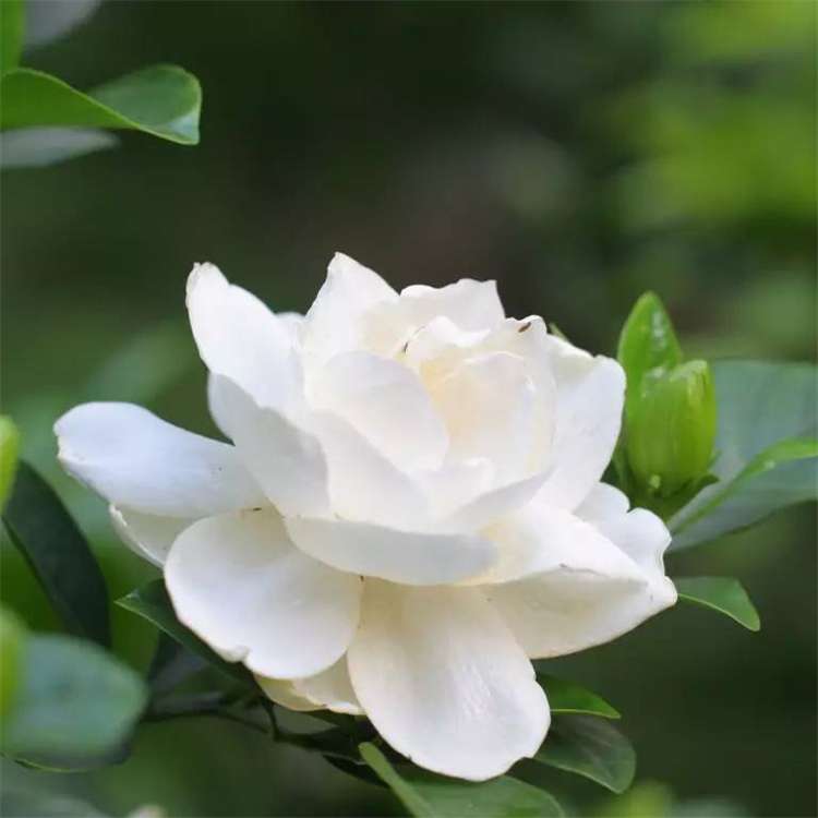高度60厘米栀子花