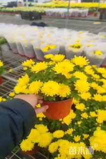 高度20厘米菊花