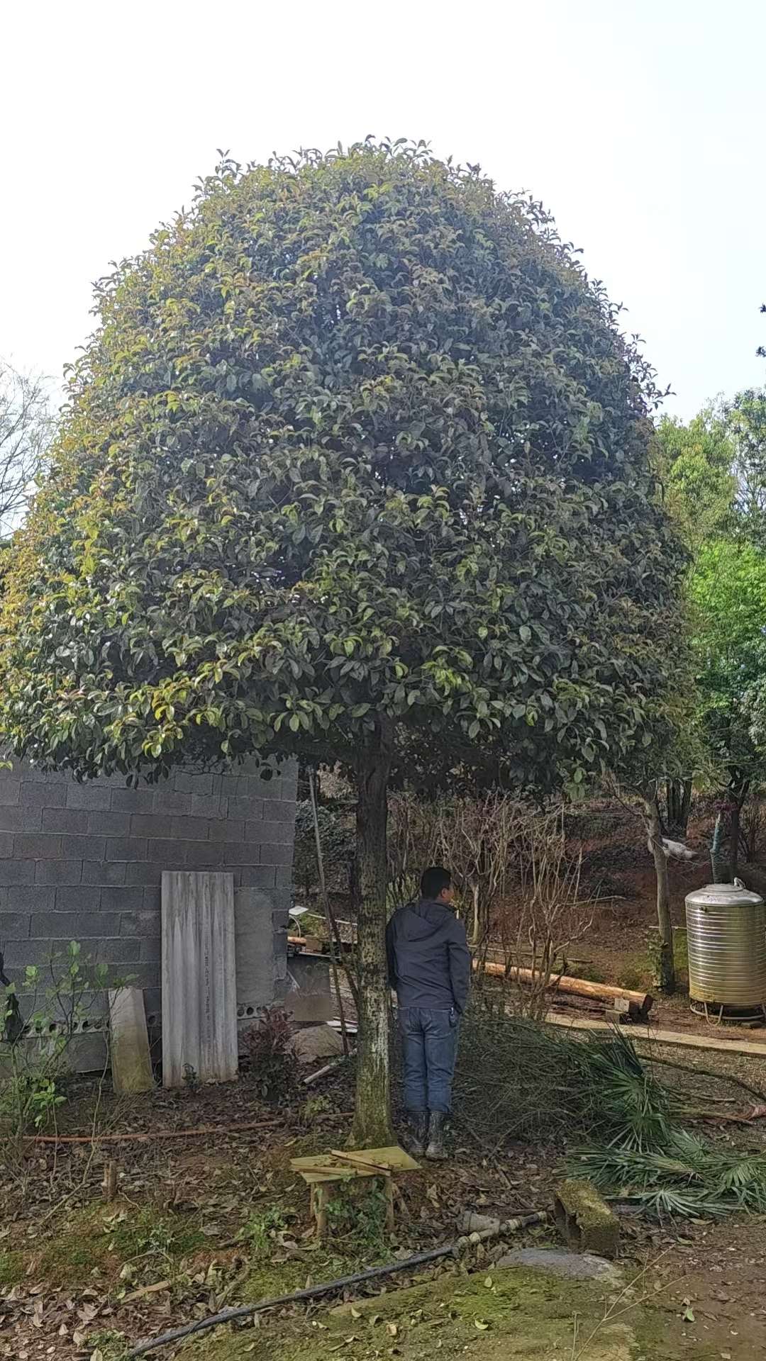 20公分高杆桂花