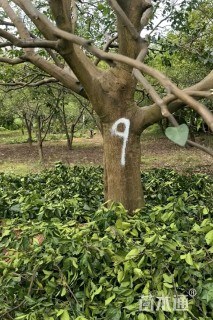 36公分(3杆)丛生香橼