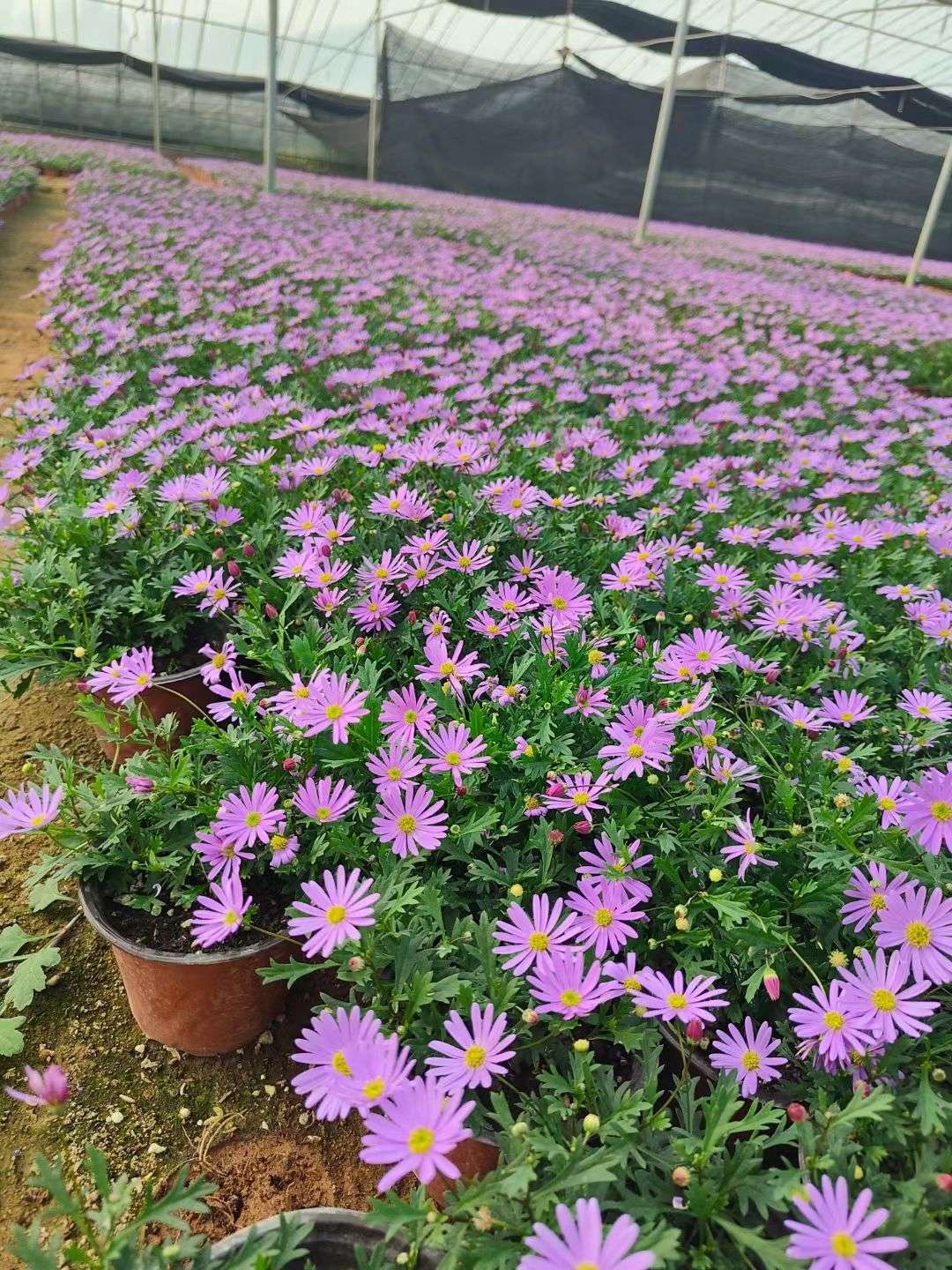 高度15厘米姬小菊