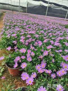 高度15厘米姬小菊