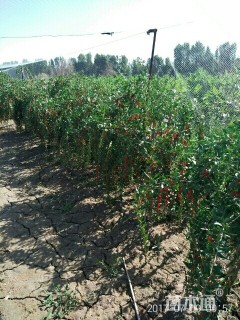 高度40厘米枸杞