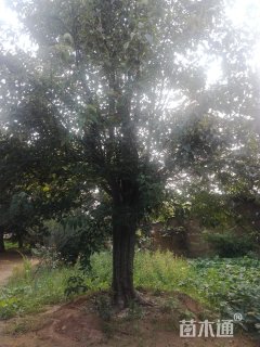35公分木瓜树