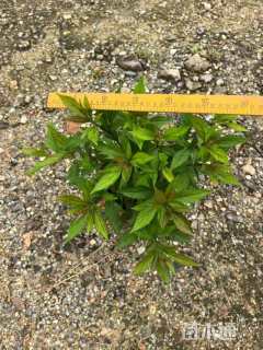 高度30厘米花叶佩兰