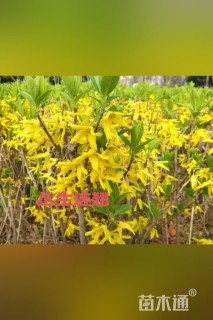 高度120厘米连翘