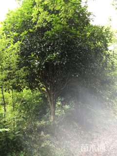 15公分桂花