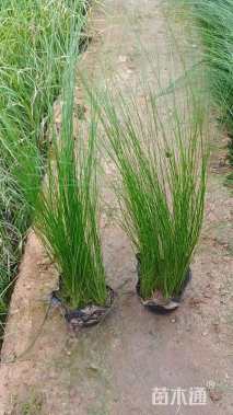 高度20厘米细叶针茅
