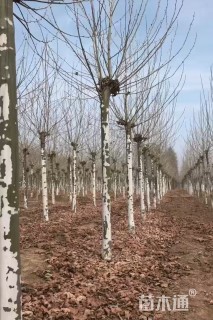 12公分法桐