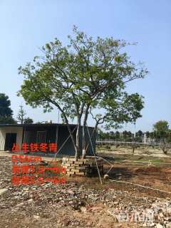 58公分红果冬青