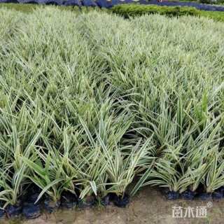 高度20厘米山管兰