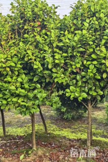 10公分山茶