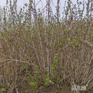 高度120厘米红王子锦带球