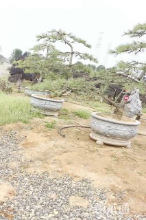 高度250厘米别墅松