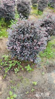 冠幅60厘米红花继木球