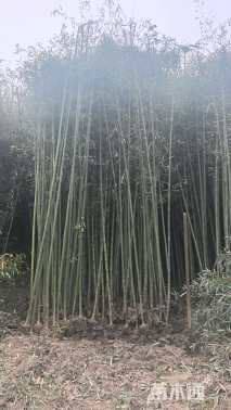 3公分竹子