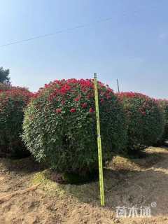 冠幅150厘米月季花球