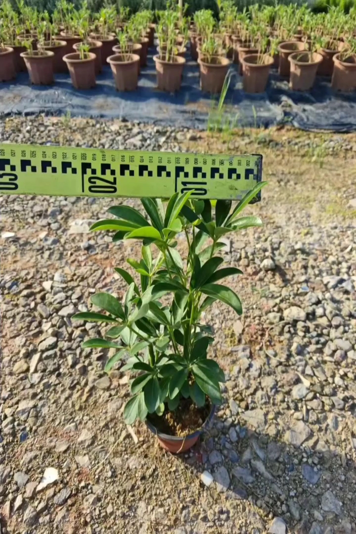 高度25厘米鸭脚木