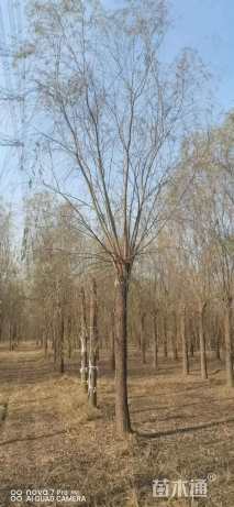 25公分西湖垂柳