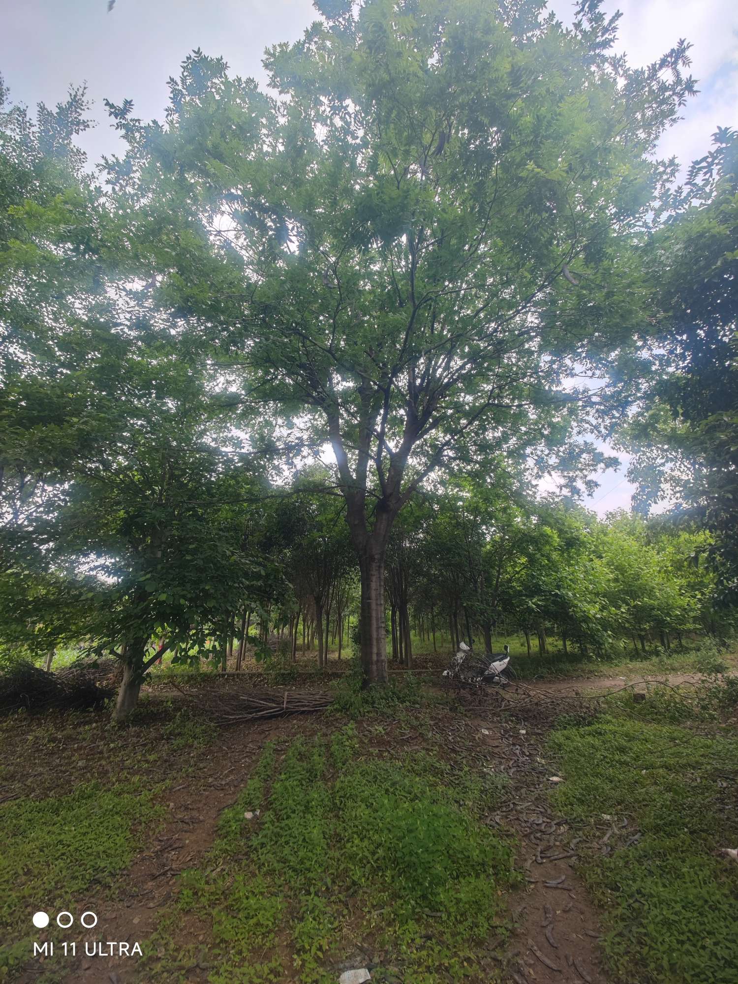 50公分皂荚