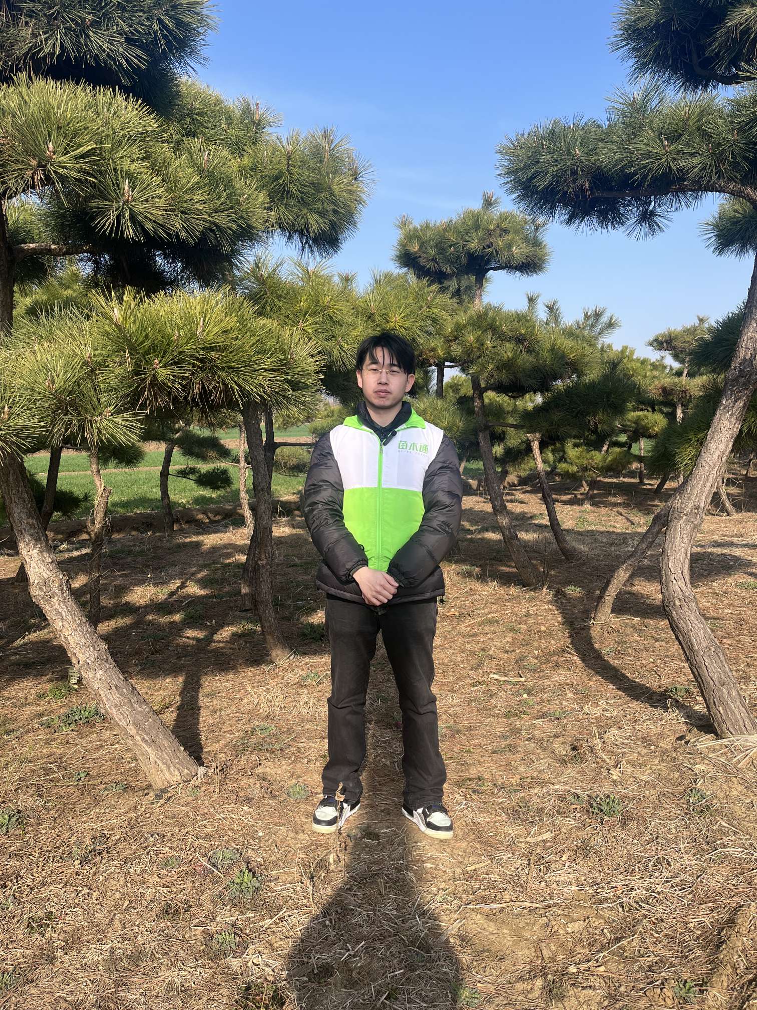 15公分造型黑松