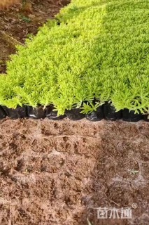 高度15厘米金叶佛甲草