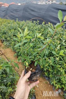 高度40厘米金丝桃小苗