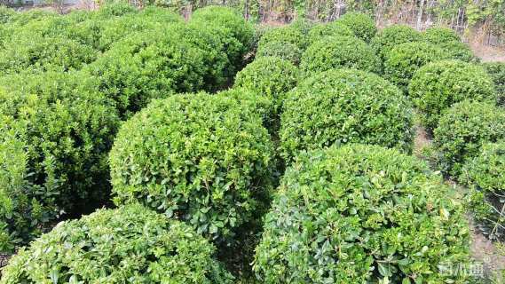 冠幅120厘米海桐球