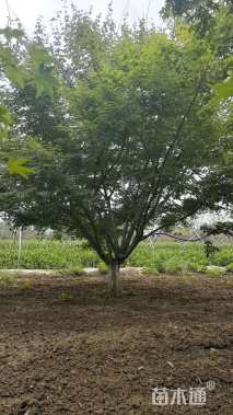 10公分鸡爪槭10-12-15-18-20-22-25公分