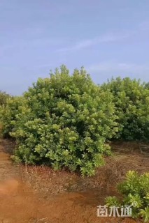 冠幅400厘米杨梅球