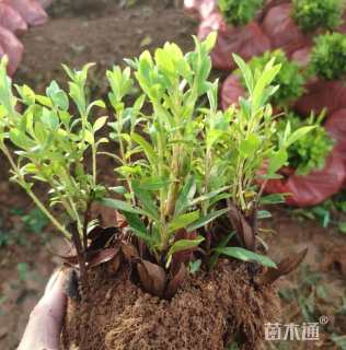 高度40厘米毛鹃小苗