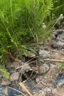 高度20厘米侧柏