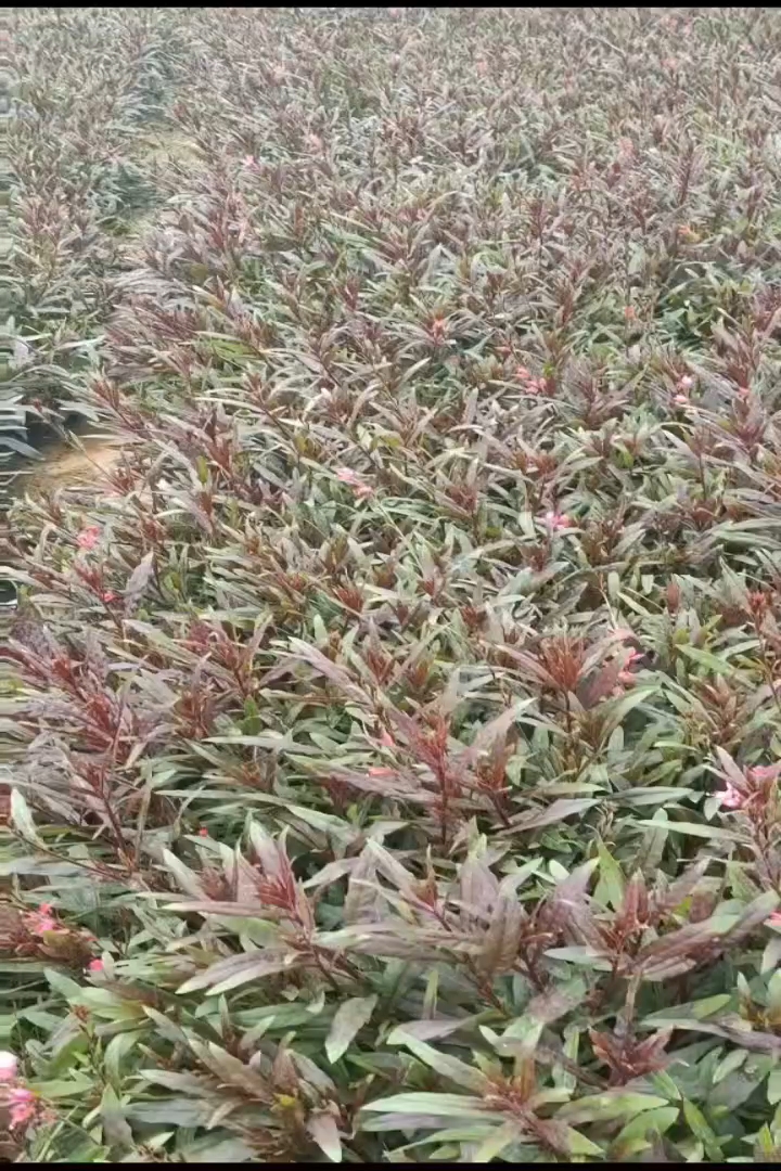 高度25厘米山桃草