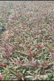 高度25厘米山桃草