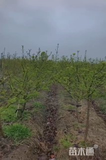 高度120厘米中华木绣球