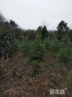 高度100厘米雪松