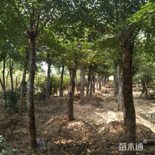 15公分五角枫