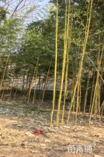 地栽苗金镶玉竹