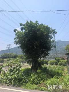 140公分红皮榕