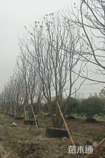 60公分(4杆)丛生香樟