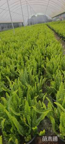 高度40厘米肾蕨